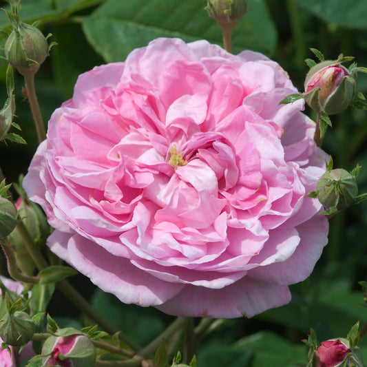 Ispahan (Pompon des Princes)