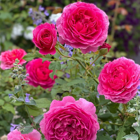 Compact Hardy Roses Shop Hardy Roses (zone 3-4) at Pretty Petals | Pretty Petals
