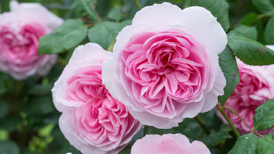 Buy Roses and Perennials Online in Canada | Pretty Petals