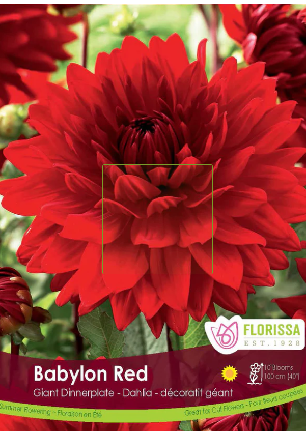 Babylon Red- Dinnerplate Dahlia