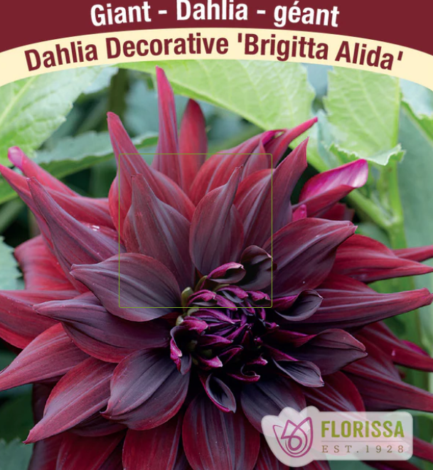 Brigitta Alida - Dahlia