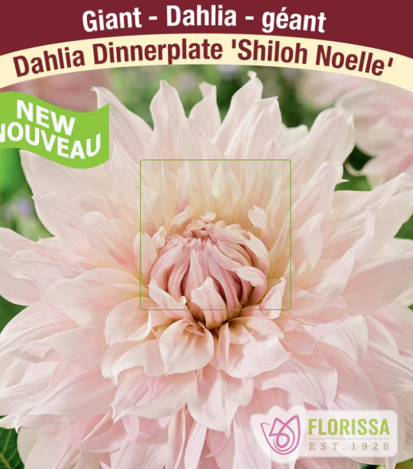 Shiloh Noelle - Dahlia