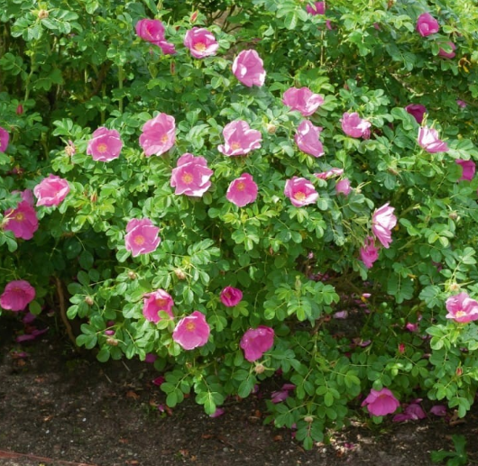 Rosa Rugosa